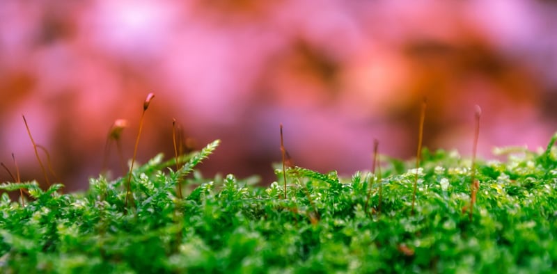 Enchanted Photography